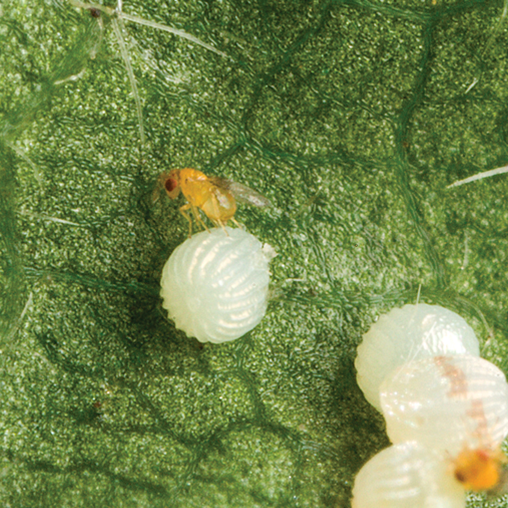 12000 Trichogramma Eggs by Soldier Bugs Caterpillar & Moth Exterminator 